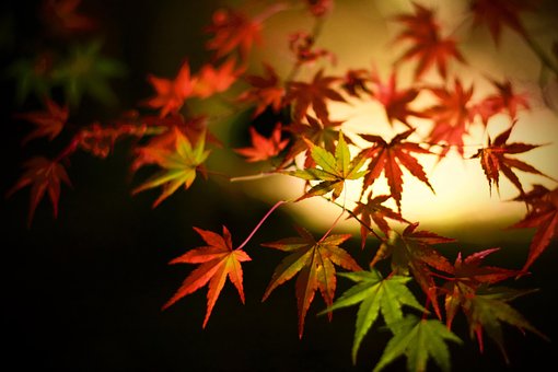 Free Japanese Maple Leaves photo and picture