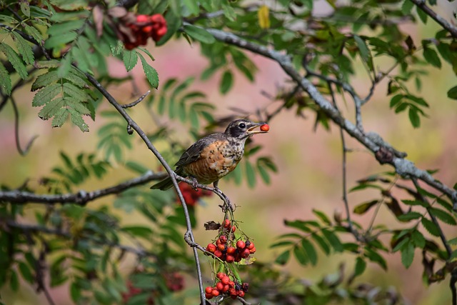 Free American Robin Bird photo and picture