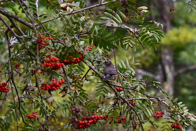 Free American Robin Bird photo and picture
