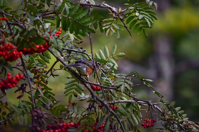 Free American Robin Bird photo and picture
