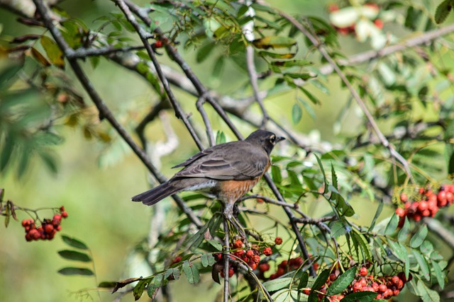 Free Bird Animal photo and picture