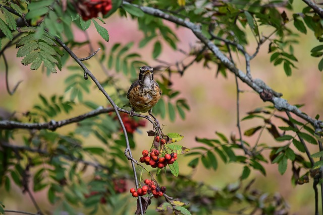 Free Bird Animal photo and picture