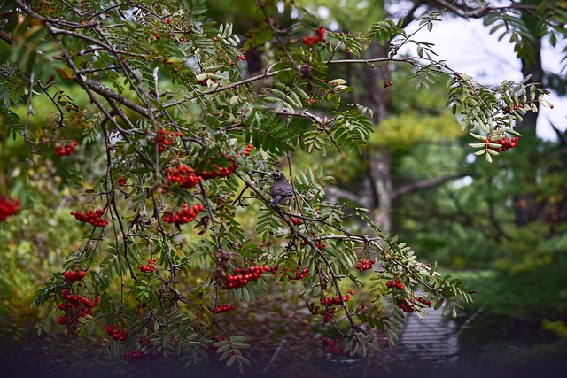 Free Tree American Mountain Ash photo and picture