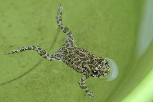 Free Amphibian Frog photo and picture