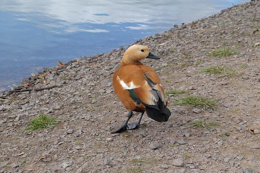Free Bird Duck photo and picture