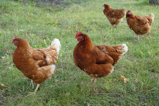 Free Birds Chickens photo and picture
