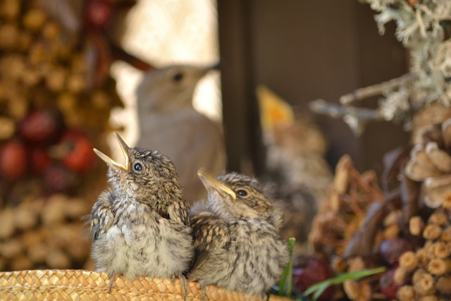 Free Gray Flycatcher Chicks photo and picture