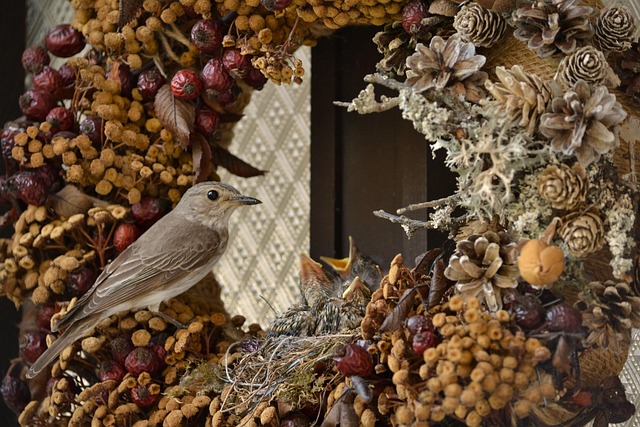 Free Gray Flycatcher Birds photo and picture