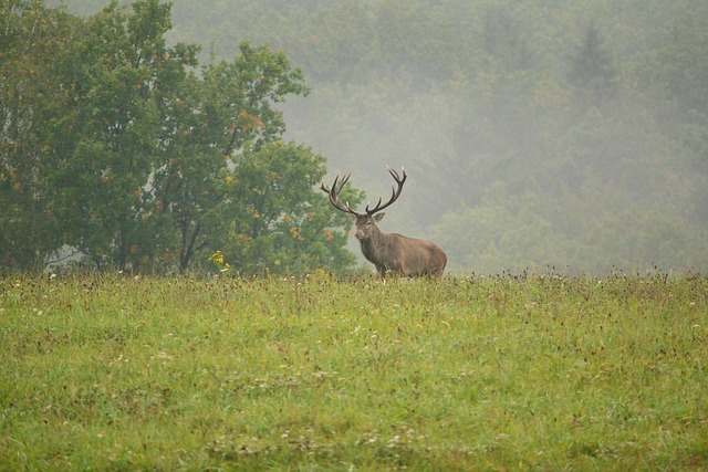 Free Deer Animal photo and picture
