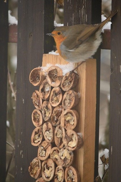 Free Bird Nightingale Robin photo and picture