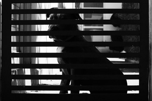 Sort Og Hvid, Maskot, Dyr, Trist, Hund