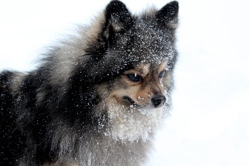 Pomeranian, Hund, Sne, Vinter, Kæledyr