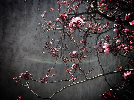 Sakura, Blomst, Kirsebær, Blomstre