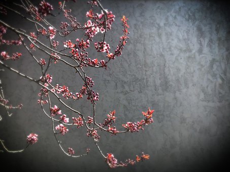 Sakura, Blomstre, Blomst, Kirsebær