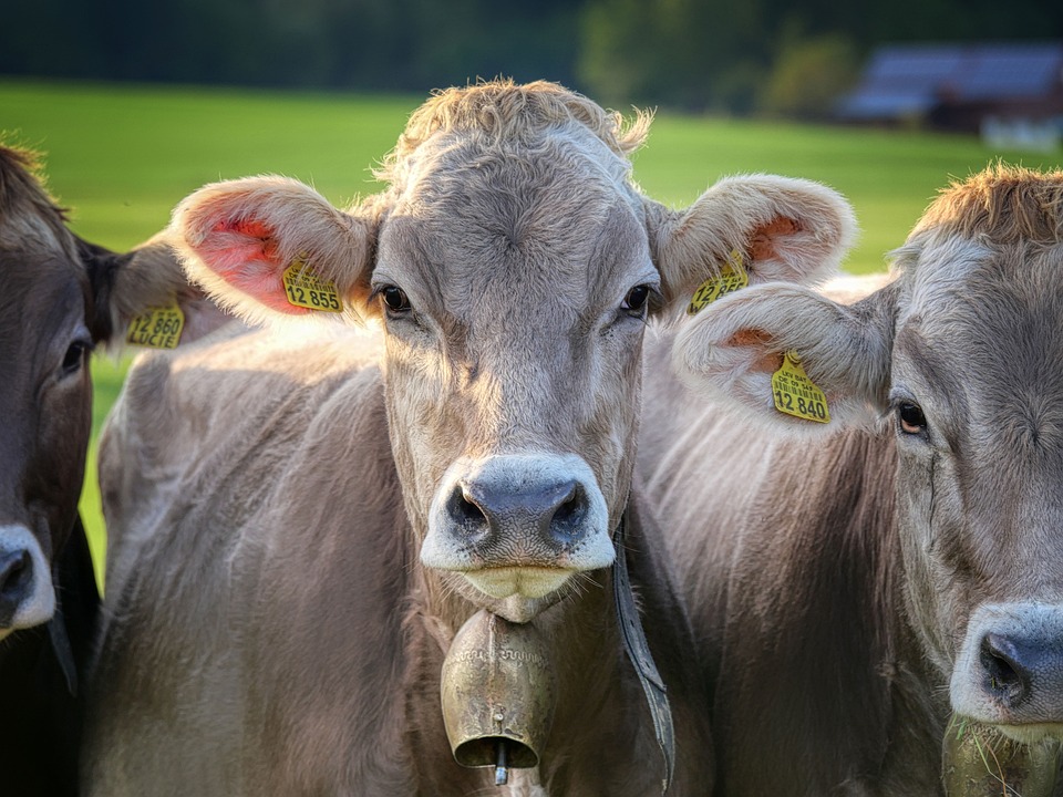 Photo Sapi Sapi Daging Ternak - Foto gratis di Pixabay - Pixabay