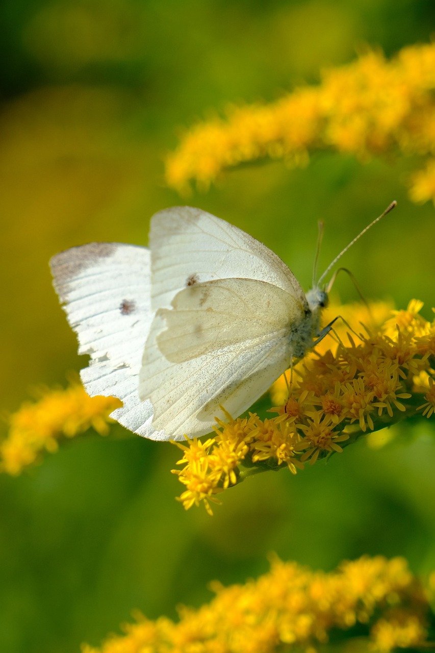Cabbage White Butterfly Free photo on Pixabay Pixabay