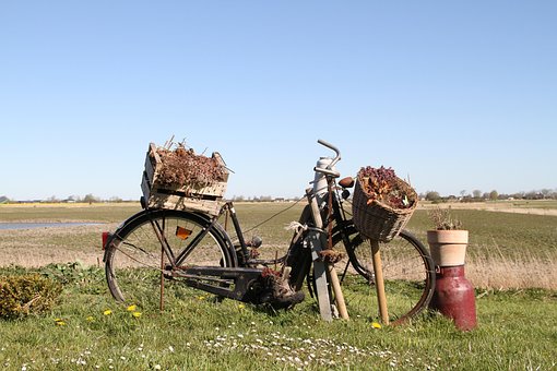 Fahrrad, Pflanze, Kreativität, Natur