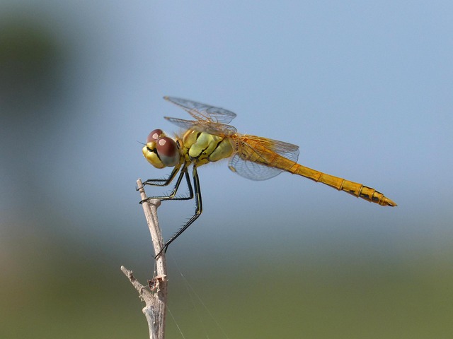 Dragonfly Branch Yellow - Free photo on Pixabay - Pixabay