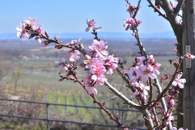 Flor De Almendro, Naturaleza, Primavera