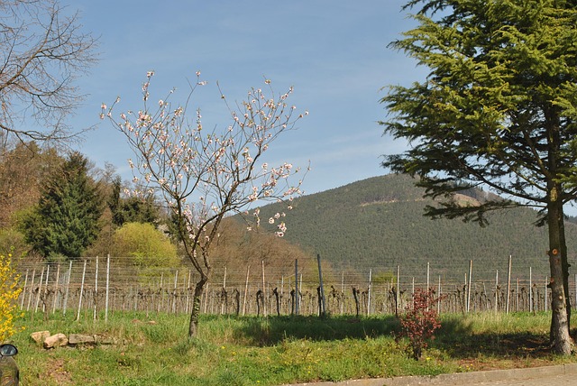 Viñedo, Burrweiler, Palatinado
