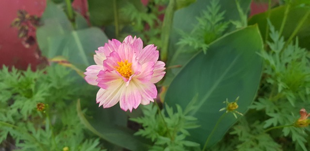 Skov, Blomst, Have, Kronblade, Natur