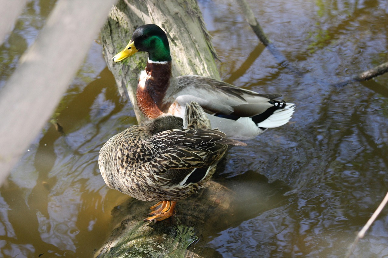 Ducks Mallards Birds - Free photo on Pixabay - Pixabay