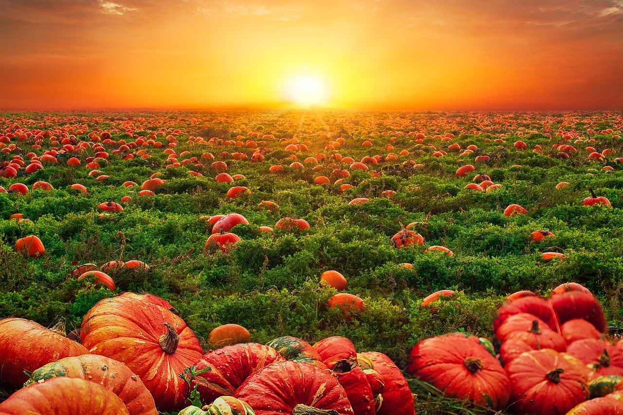 Pumpkins Field Sunset Free Photo On Pixabay Pixabay Pumpkins 6673270 1280