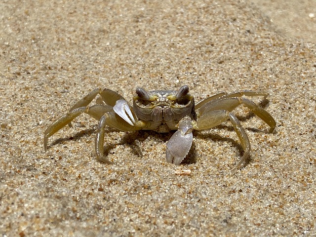 Ocean City, Maryland, Ghost Crab, Crab