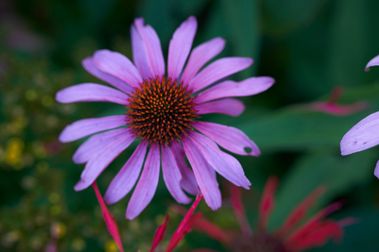 Purple Coneflower Flower Plant Free photo on Pixabay Pixabay