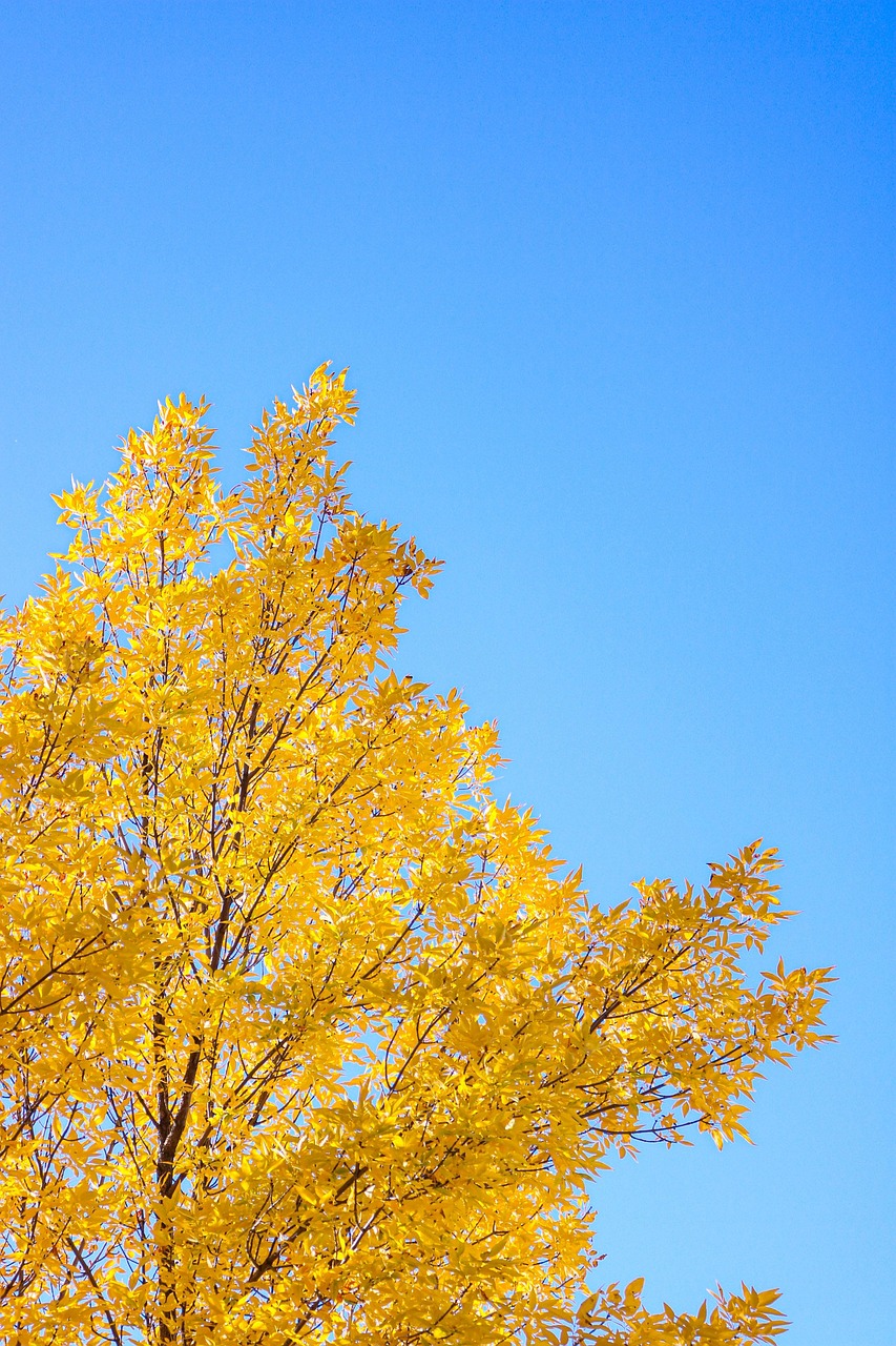 Toile De Fond d'Arbres d'Automne Jaune Rouge Pour La Photographie SH-749
