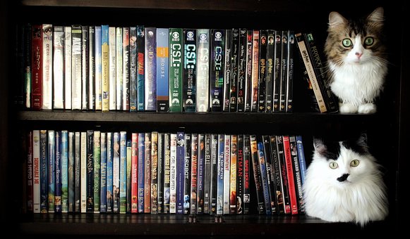 Katte, Kollektion, Kæledyr, Dvd, Dyr