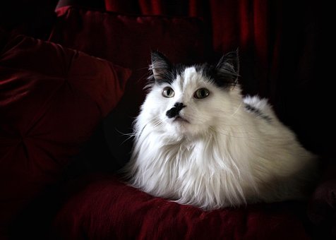 Kat, Kæledyr, Feline, Dyr, Pels, Kitty