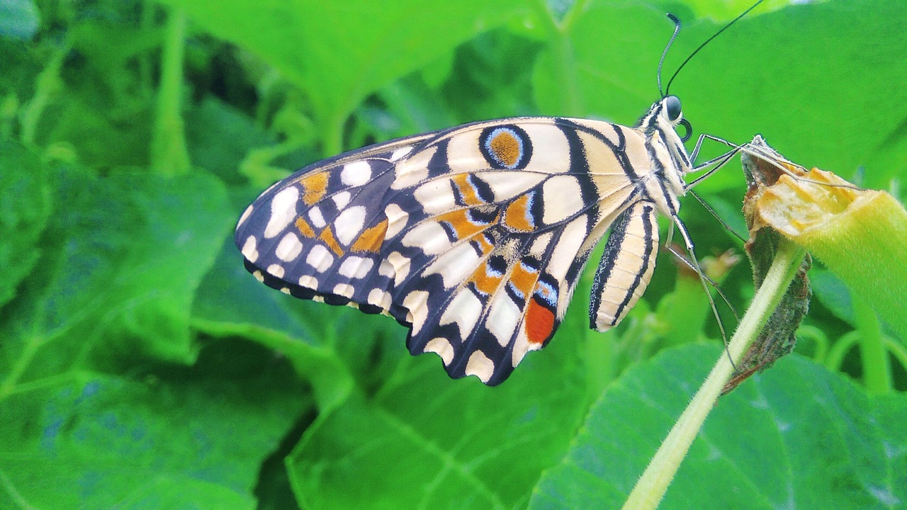  Schmetterling Natur Bunten - Kostenloses Foto auf Pixabay - Pixabay Motiv 