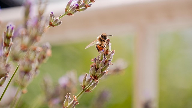 Free Insect Bee photo and picture