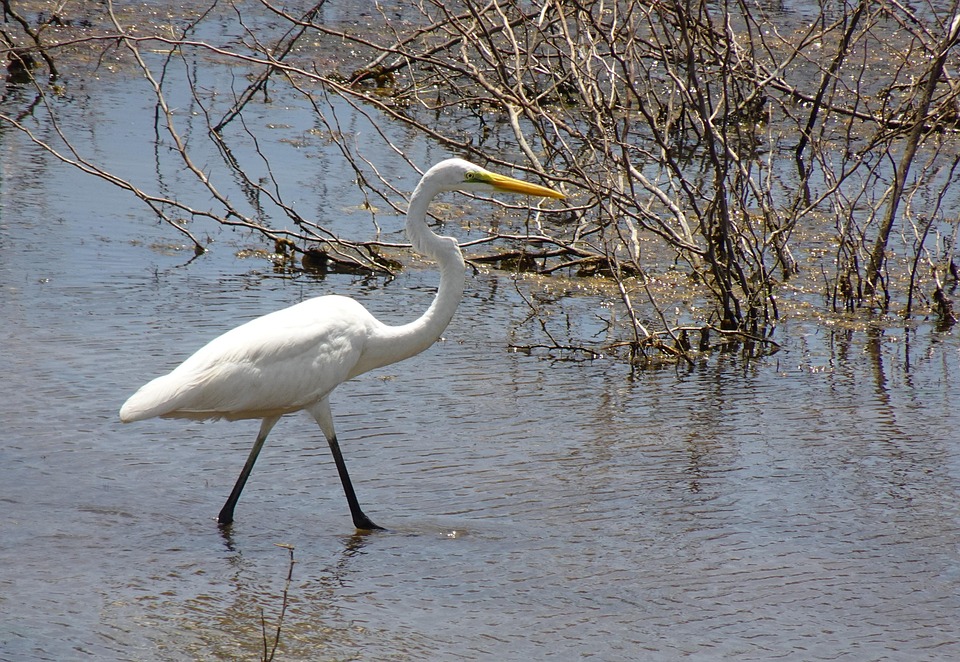 白鷺 鳥 動物 - Pixabayの無料写真 - Pixabay