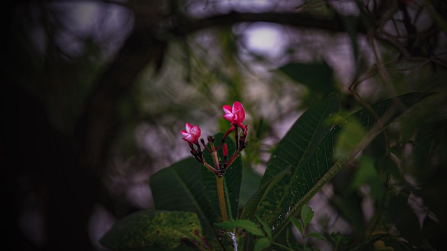 Blomst, Tempel, Have, Miljø, Smuk, Blad