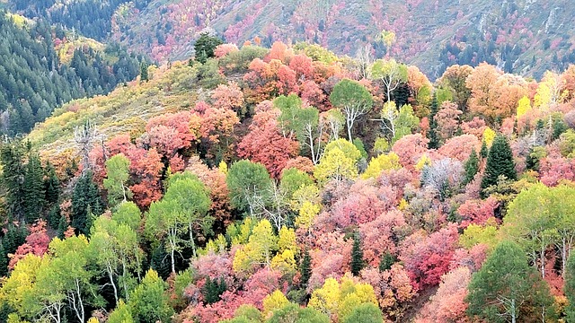 Free Forest Nature photo and picture