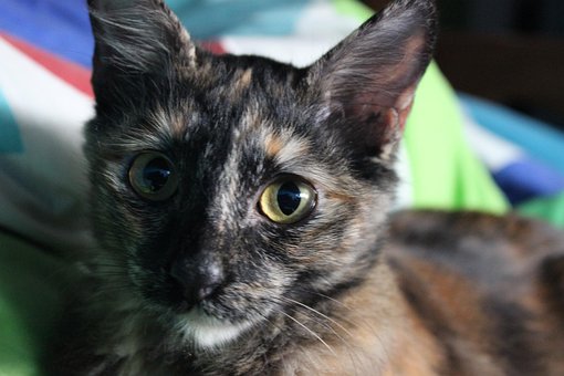 Free Cat Black photo and picture