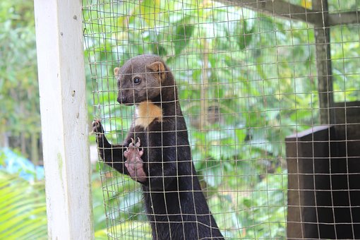 Free Animal Nature photo and picture