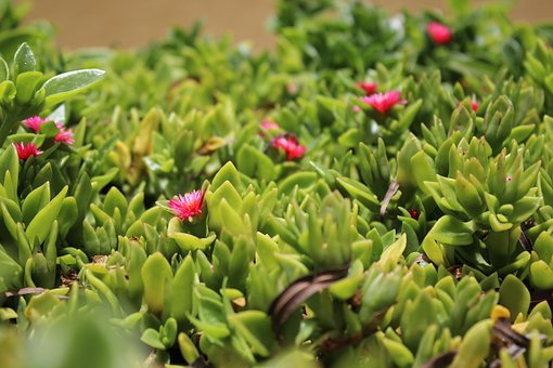 Free Flowers Nature photo and picture