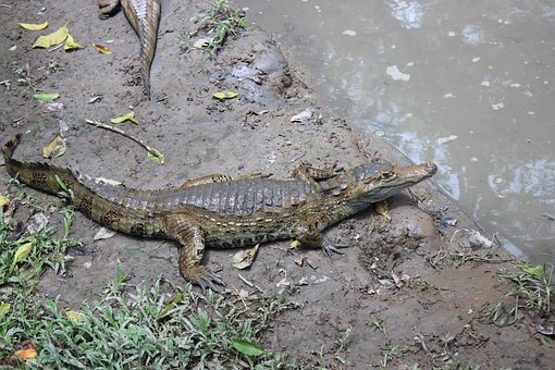 Free Crocodile Lizard photo and picture
