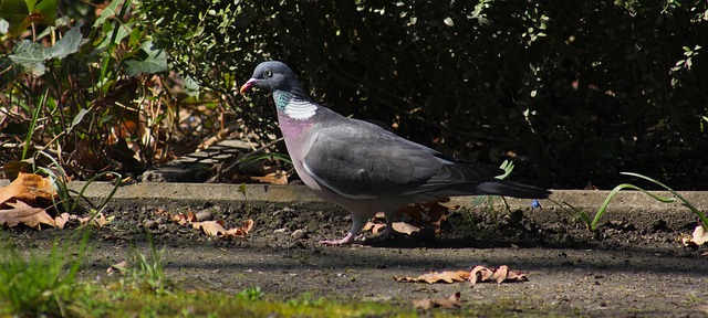 Free Pigeon Bird photo and picture