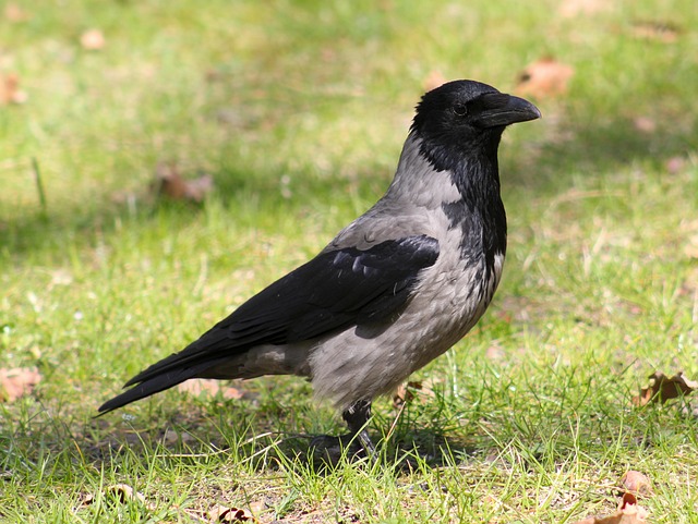 Free Crow Bird photo and picture