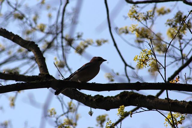 Free Jay Bird photo and picture