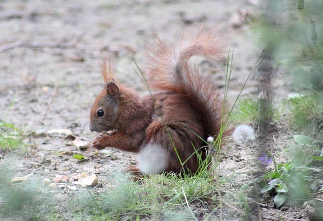 Free Squirrel Eurasian Squirrel photo and picture