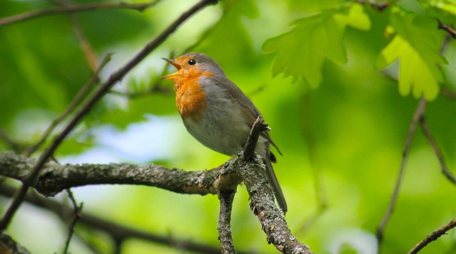 Free Robin Bird photo and picture
