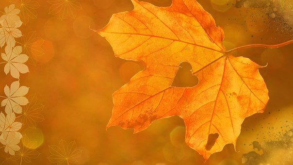 Otoño, Naturaleza, Fondo De Pantalla