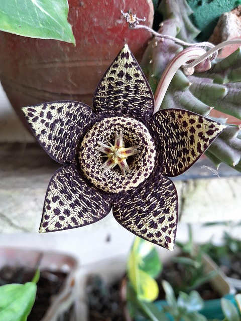 Free Flower Bloom photo and picture