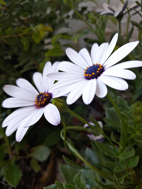 Free Flowers Flower Wallpaper photo and picture