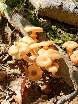 Free Mushroom Nature photo and picture